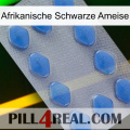 African Black Ant 21
